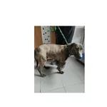 Znaleziono psa, Białystok, 8 kwietnia 2026