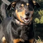 Imię: Żelek Chip: 616093903207238 Płeć : Samiec Wiek: Styczeń 2018 Wielkość: Mały Kastracja/sterylizacja:  Tak Inne Psy:  Akceptuje towarzystwo suczek i psów Dzieci: W wieku szkolnym Charakter: Żeluś 