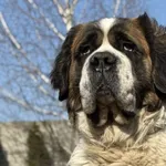 Imię: Kluska Chip: 616093901372147 Płeć : Samica Wiek: Styczeń 2020 Wielkość: Duża Kastracja/sterylizacja:  Tak Inne Psy:  Akceptuje towarzystwo suczek i psów Dzieci: W wieku szkolnym Charakter: Klusk