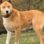 Pies do adopcji, Pieczyska, 8 kwietnia 2026