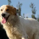 Pies do adopcji, Pieczyska, 8 kwietnia 2026