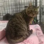 Kocurek poz. 26/163/K