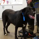 Znaleziono psa, Szczecin, 10 kwietnia 2026