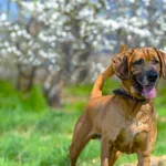 Oddam psa, Olsztyn, 10 kwietnia 2026