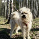 Pies do adopcji, Rytlów, 9 kwietnia 2026