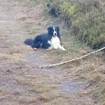 Zaginął pies, Różewo, 10 kwietnia 2026