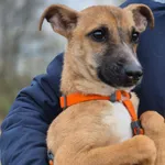 Oddam psa, Budy Grabskie, 10 kwietnia 2026