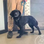 Przyjęty: 2026-04-10 Gmina: Pszczyna Płeć: Suka Opis: mieszaniec, czarne