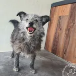 Przyjęty: 2026-04-10 Gmina: Bogoria Płeć: Suka Opis: mieszaniec, szaro-biała