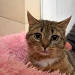 Kot do adopcji, Bełchatów, 20 listopada 2025