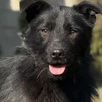 Pies do adopcji, Pieczyska, 10 kwietnia 2026