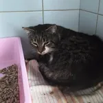 Znaleziono kota, Lublin, 9 kwietnia 2026