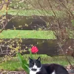 Zaginął kot, Ostrowsko, 11 kwietnia 2026