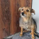 Przyjęty: 2026-04-10 Gmina: Bogoria Płeć: Suka Opis: mieszaniec, wilcze