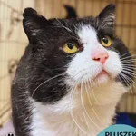 Kot do adopcji, Gdynia, 11 kwietnia 2026