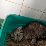 Znaleziono kota, Lublin, 8 kwietnia 2026