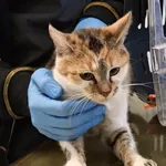 Znaleziono kota, Lublin, 8 kwietnia 2026