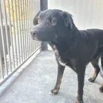 Przyjęty: 2026-04-10 Gmina: Bogoria Płeć: Pies Opis: mieszaniec, tricolor