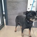 Przyjęty: 2026-04-10 Gmina: Jaworzno Płeć: Pies Opis: mieszaniec, czarne-podpalane