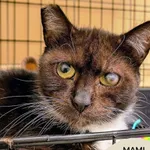 Kot do adopcji, Gdynia, 11 kwietnia 2026