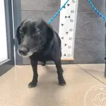 Przyjęty: 2026-04-10 Gmina: Jaworzno Płeć: Suka Opis: mieszaniec, czarne