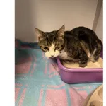 Znaleziono kota, Białystok, 11 kwietnia 2026