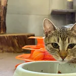 Kot do adopcji, Bełchatów, 1 września 2025