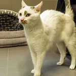 Kot do adopcji, Sopot, 12 kwietnia 2026