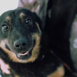 Oddam psa, Gdańsk, 12 kwietnia 2026