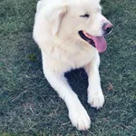 Zaginął pies, Płonne, 12 kwietnia 2026