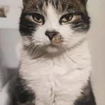 Zaginął kot, Karczyce, 12 kwietnia 2026