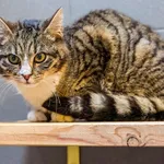 Kot do adopcji, Sopot, 11 kwietnia 2026