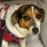 Pies do adopcji, Zgierz, 11 kwietnia 2026