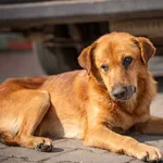 Piesek znaleziony w Krześlicach gm. Pobiedziska