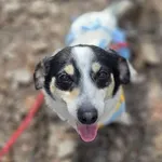 Jack Russell terrier sunia nr 1