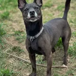 Pies do adopcji, Bydgoszcz, 12 kwietnia 2026