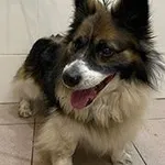 pies, mix, tricolor, 6 lat, brak chipa Miejsce znalezienia: ul. Monte Casino Znaleziono dnia: 2026-04-09