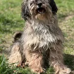 Pies do adopcji, Bydgoszcz, 12 kwietnia 2026