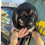 Pięć porzuconych szczeniąt 202–206/26 pilnie szuka domu tymczasowego🐾