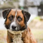 Pies do adopcji, Radom, 13 kwietnia 2026