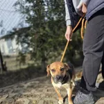 Pies do adopcji, Radom, 3 marca 2026