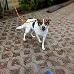 Pies do adopcji, Radom, 5 marca 2026