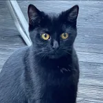 Zaginął kot, Gdynia, 13 kwietnia 2026