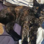 Zaginął kot, Łódź, 12 kwietnia 2026