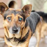 Oddam psa, Warszawa, 14 kwietnia 2026