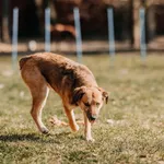 Fistaszek  616093903264598