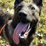 Pies do adopcji, Przyborówko, 13 kwietnia 2026