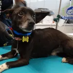 Znaleziono psa, Szczecin, 14 kwietnia 2026