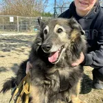 Pies do adopcji, Przyborówko, 13 kwietnia 2026