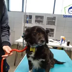 Znaleziono psa, Szczecin, 13 kwietnia 2026